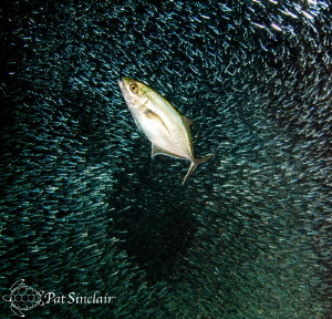 Hunting
This image was taken at Devils' Grotto.  I had h... by Patricia Sinclair 